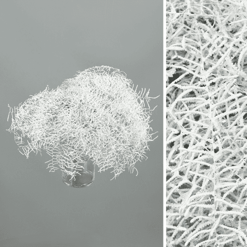 Coral Fern Zuri Pintatu