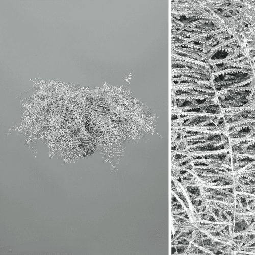 Coral Fern Pintado Plata