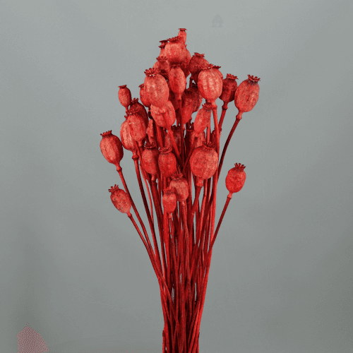 Papaver (pavot) séché peint 55-70 cm, Fleur séchée de 55-60 cm de long