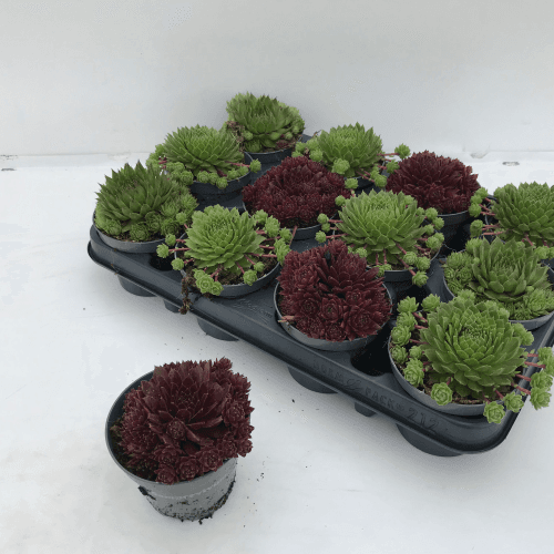 Sempervivum Assortis (Joubarbe)