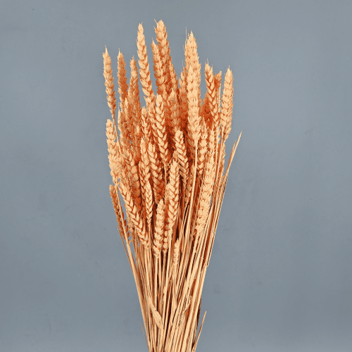 Blat sec coral
