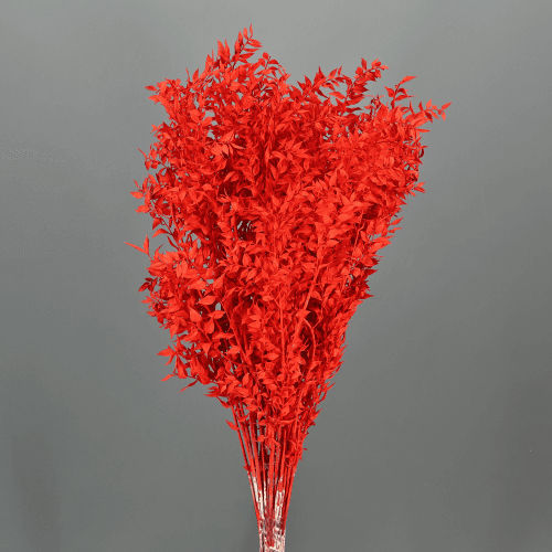 Ruscus Stabilisé Rouge, Fleur stabilisée de 70 cm de long