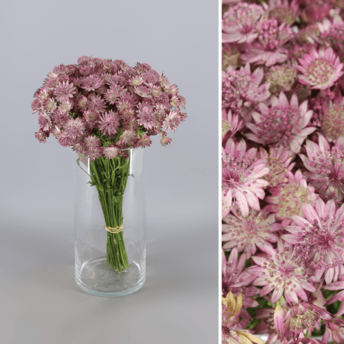Astrantia Roma, Fucsia, 1 tallos, 40cm
