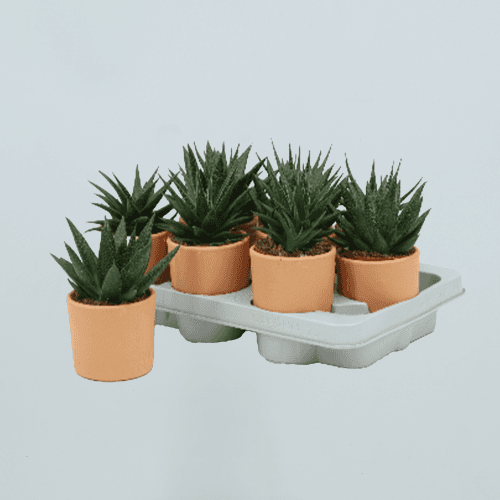 Haworthia en Maceta de Terracota, Planta de 10 cm de alto, pack de 9 uds