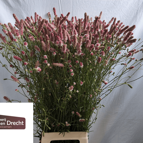 Ramo de 10 Sanguisorba Pink Tanna rosa (pimpinela mayor)