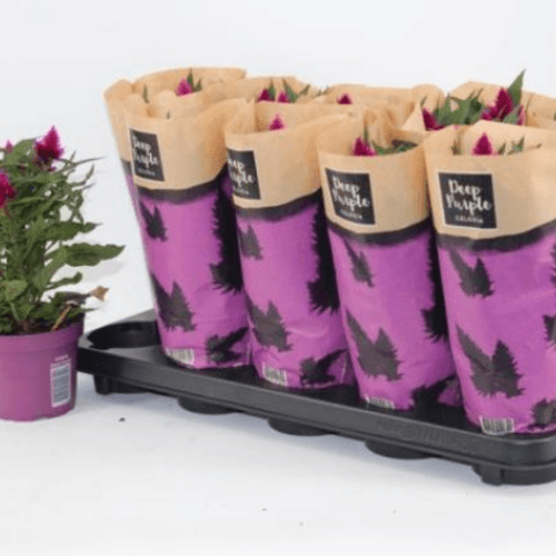 Celosias Deep Purple, Morado