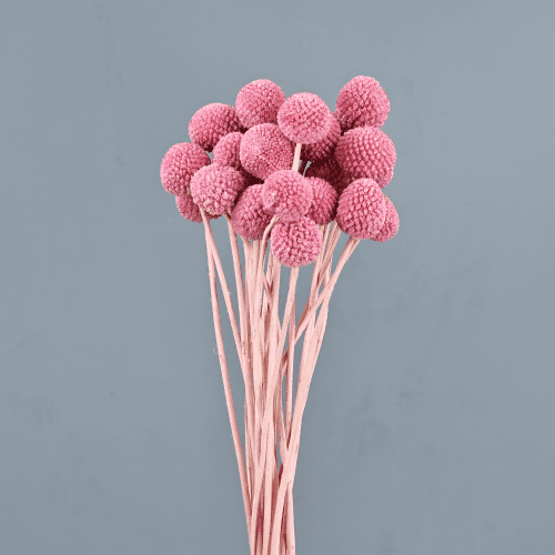 Craspedia seca rosa
