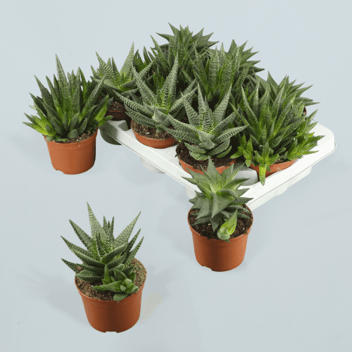Aloes Hawortias Mix, Mixto
