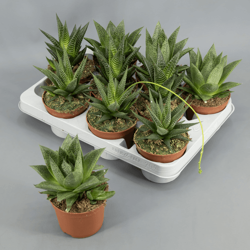 Aloes Hawortias Mix, Mixto