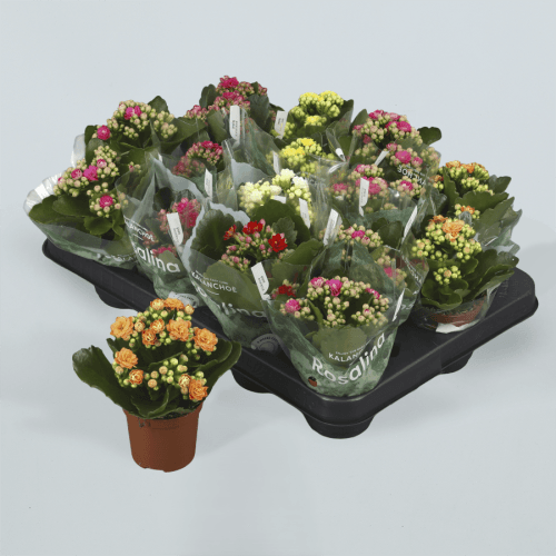 Kalanchoe Du Rosalina Mix