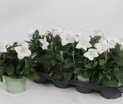 Platycodon Blanco 'Astra White' (campanilla china) - pack de 8 plantas de 25 cm