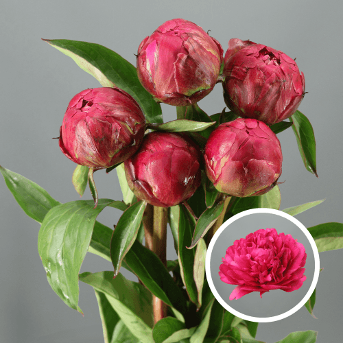 Peonía Paul M. Wild Fucsia, Flor fresca de 55 cm de largo, ramo de 5 tallos