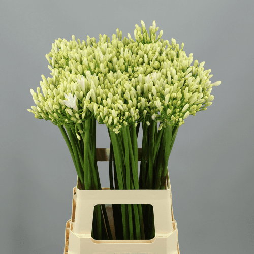 Agapanthus Gletsjer, Blanco
