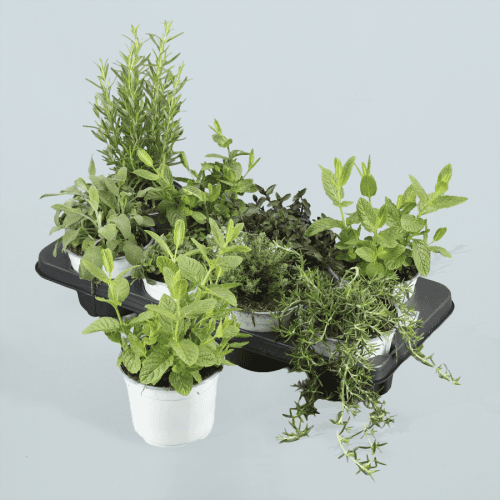 Aromatica Mix, Mixto