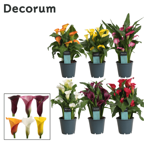 Calas Mix (Decorum) PRO