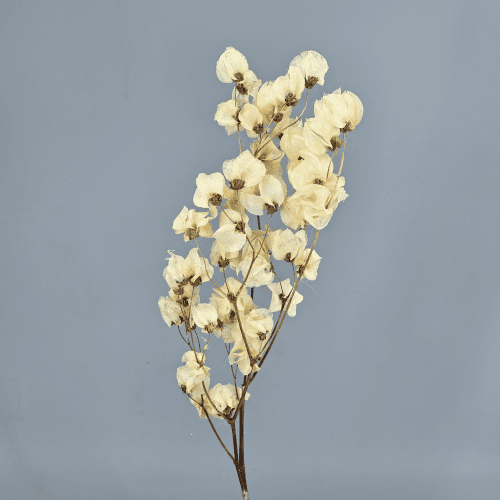 Buguenvíl·lea Seca Crema