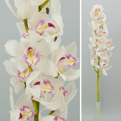 Orquídea Cymbidium Kiwi Showtime branca, Flor fresca de 80 cm de comprimento