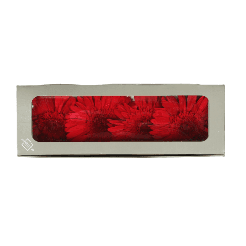 Cabeza de gerbera preservada roja