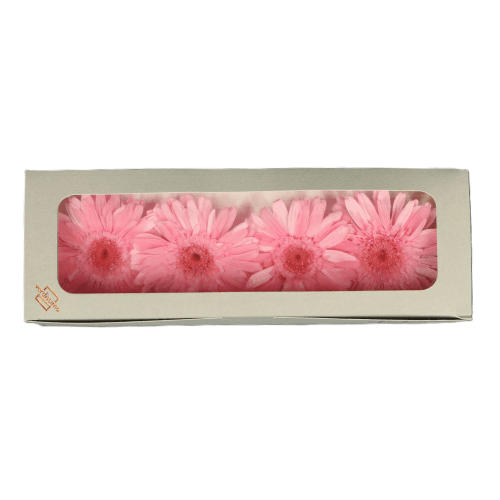 Cabeza de gerbera preservada rosa claro