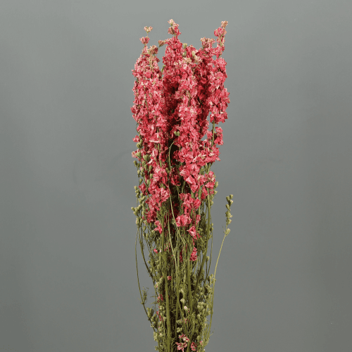 Delphinium séché rose