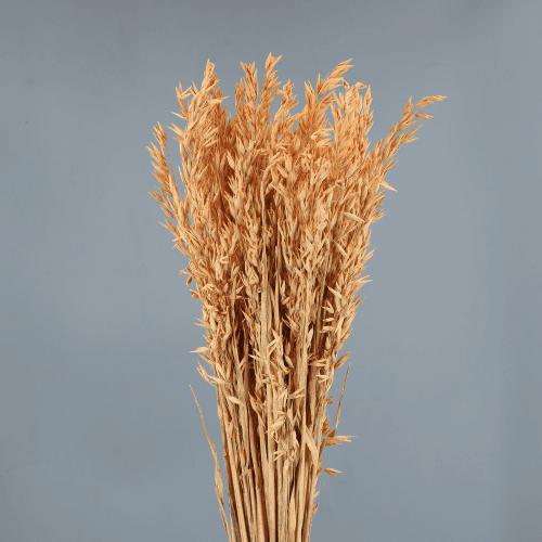 Avoine Séchée Couleur Saumon, Fleur séchée de 65 cm de long, lot de 2 tiges