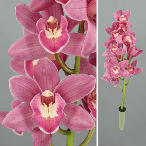 Haste de Cymbidium Rosa Mini Pink Parfait, Flor fresca de 40 cm de comprimento, ramo de 3 hastes