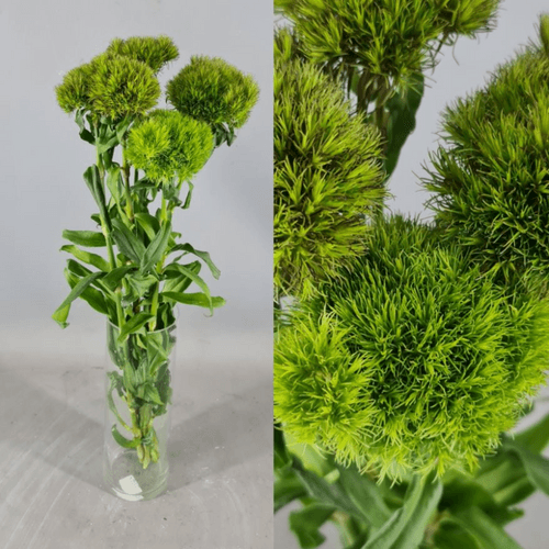 Clavel Barb Green Ball