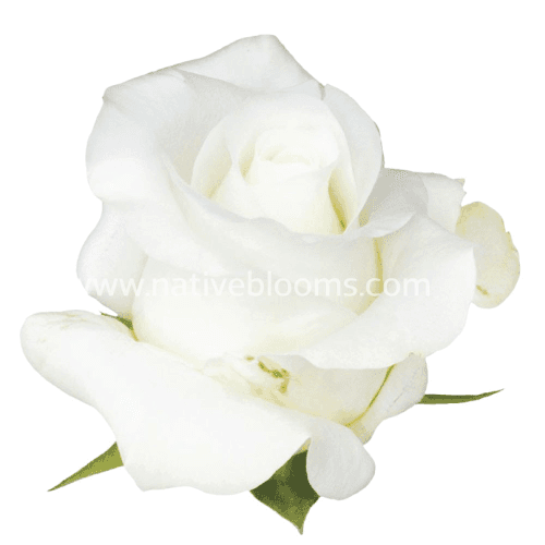 Rosa Akito Select, Blanco, 1 tallos, 50cm