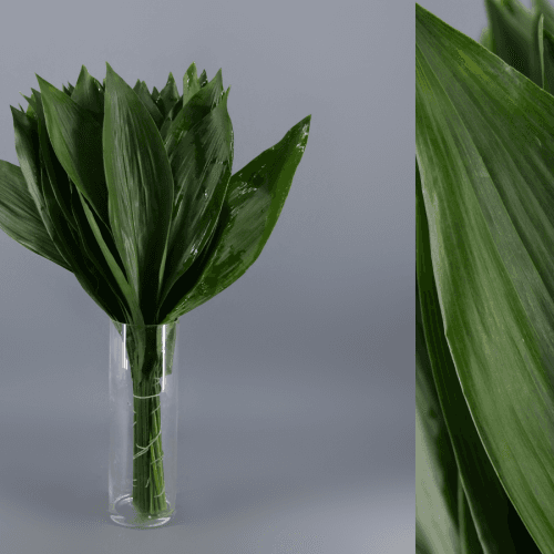 Aspidistra 100, Verde, 1 tallos, 100cm