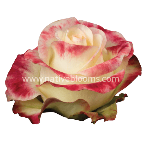 Rosa Aubade Select, Rojo/Blanco, 1 tallos, 50cm