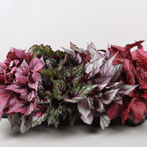 Begonia Blad Beleaf Mixkar x8, Mixto