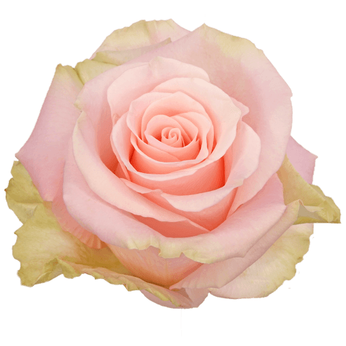 Rosa Blessing Extra