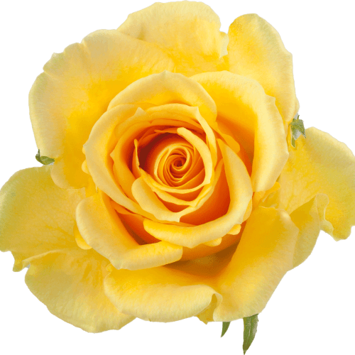 Rosa Creme Caramelo Butterscotch, Flor fresca de 50-60 cm de comprimento, ramo de 25 hastes