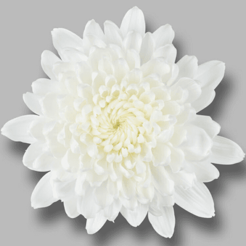 Crisantemo Uniflora Artic Queen