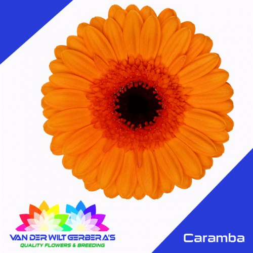 Ramo de 20 Xerbeiras Mini Caramba Laranxa, Flor fresca de 50 cm de longo, 20 talos