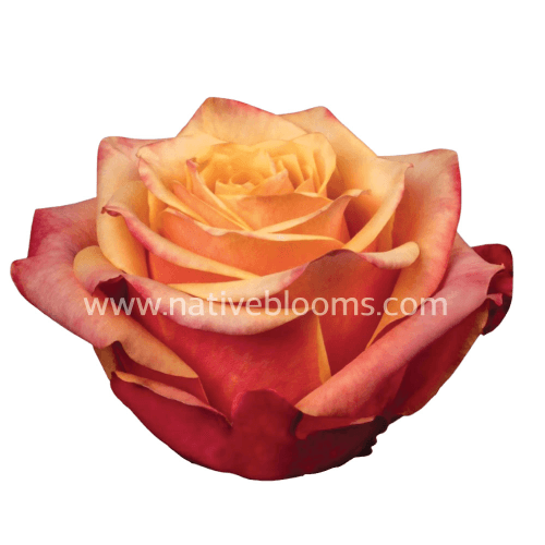 Rosa Cherry Brandy Select, Naranja, 1 tallos, 60cm