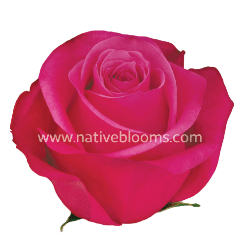 Rosa Cherry O Select, Fucsia, 1 tallos, 40cm