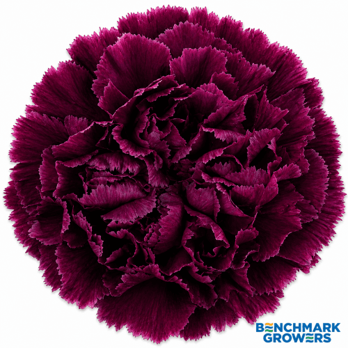 Oeillet fancy violet, Fleur fraîche de 60 cm de long, bouquet de 50 tiges