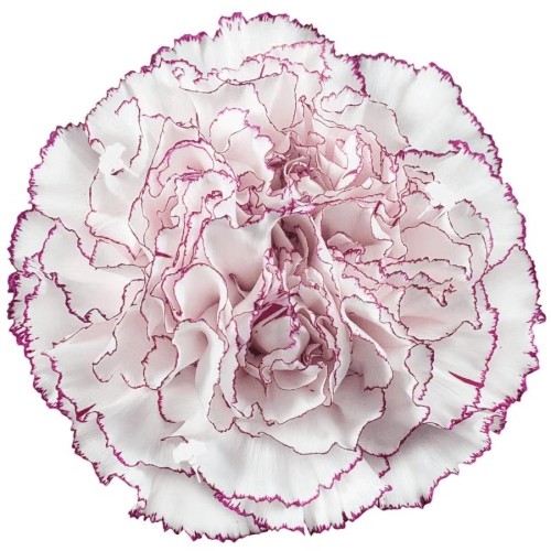 Bouquet de 40 œillets Dianthus caryophyllus Comedia pourpre et blanc