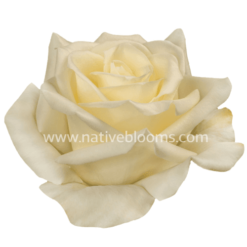Rosa Escimo Select, Blanco, 1 tallos, 40cm