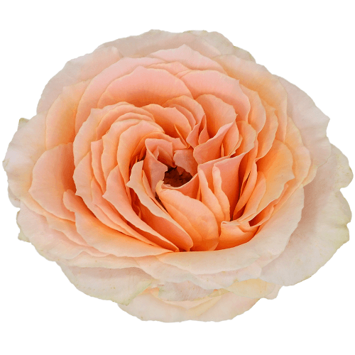 Rose Felicity Premium, Fleur fraîche de 80 cm de long