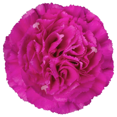 Oeillet Haiku lavande sélection, Fleur fraîche de 70 cm de long, bouquet de 40 tiges
