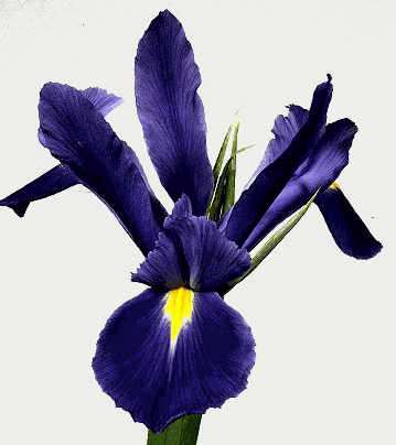 Iris Professor Blaauw, Azul/Amarillo, 1 tallos, 64cm