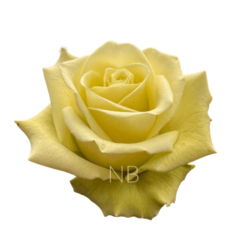 Rosa Jade Select, Verde, 1 tallos, 50cm