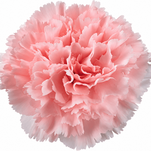 Clavel Jodie Select, Rosa Claro, 1 tallos, 70cm
