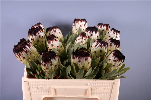 Protea Niobe, Purpura/Blanco, 1 tallos, 50cm