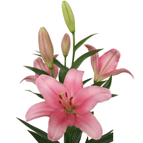 Lilium Asiatico Brindisi 4