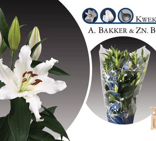 Lilium Oriental Helvetia 3, Blanco, 1 tallos, 65cm