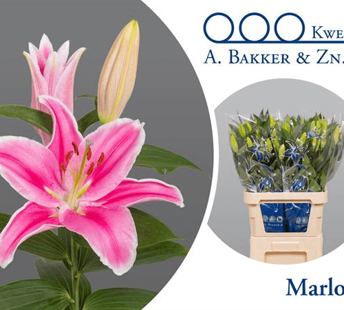 Lilium Oriental Marlon 3, Rosa, 1 tallos, 80cm