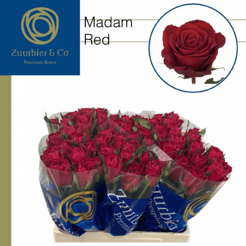 Rose Subasta Holanda Madame Red, Fleur fraîche de 60 cm de long